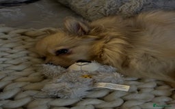 Pomeranian dogs for sale: 4 year old female Pomeranian- sky - Advert 2