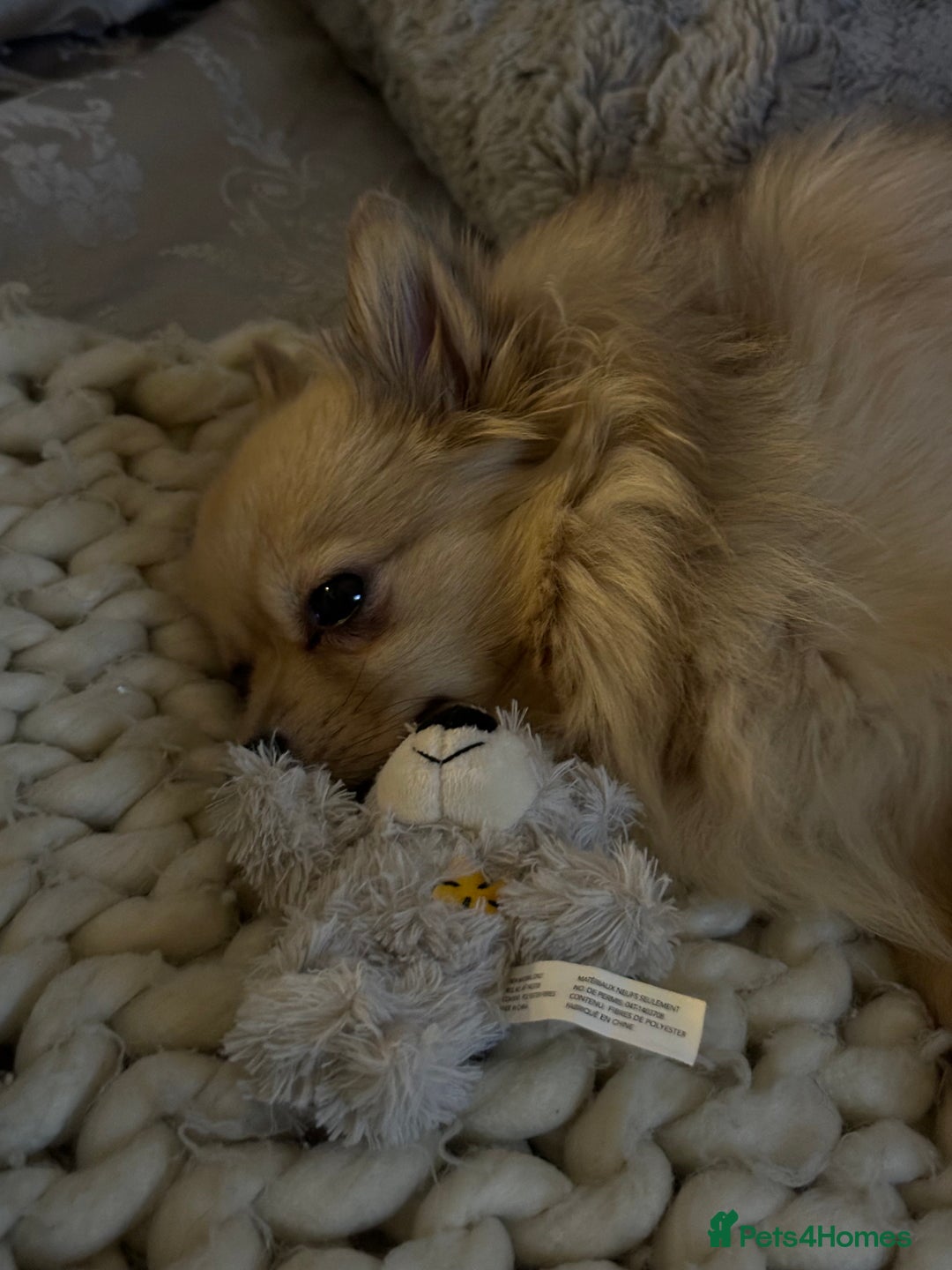 Pomeranian dogs for sale: 4 year old female Pomeranian- sky - Advert 2