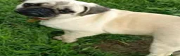 Chug dogs for sale: Chug girls for sale  - Advert 1
