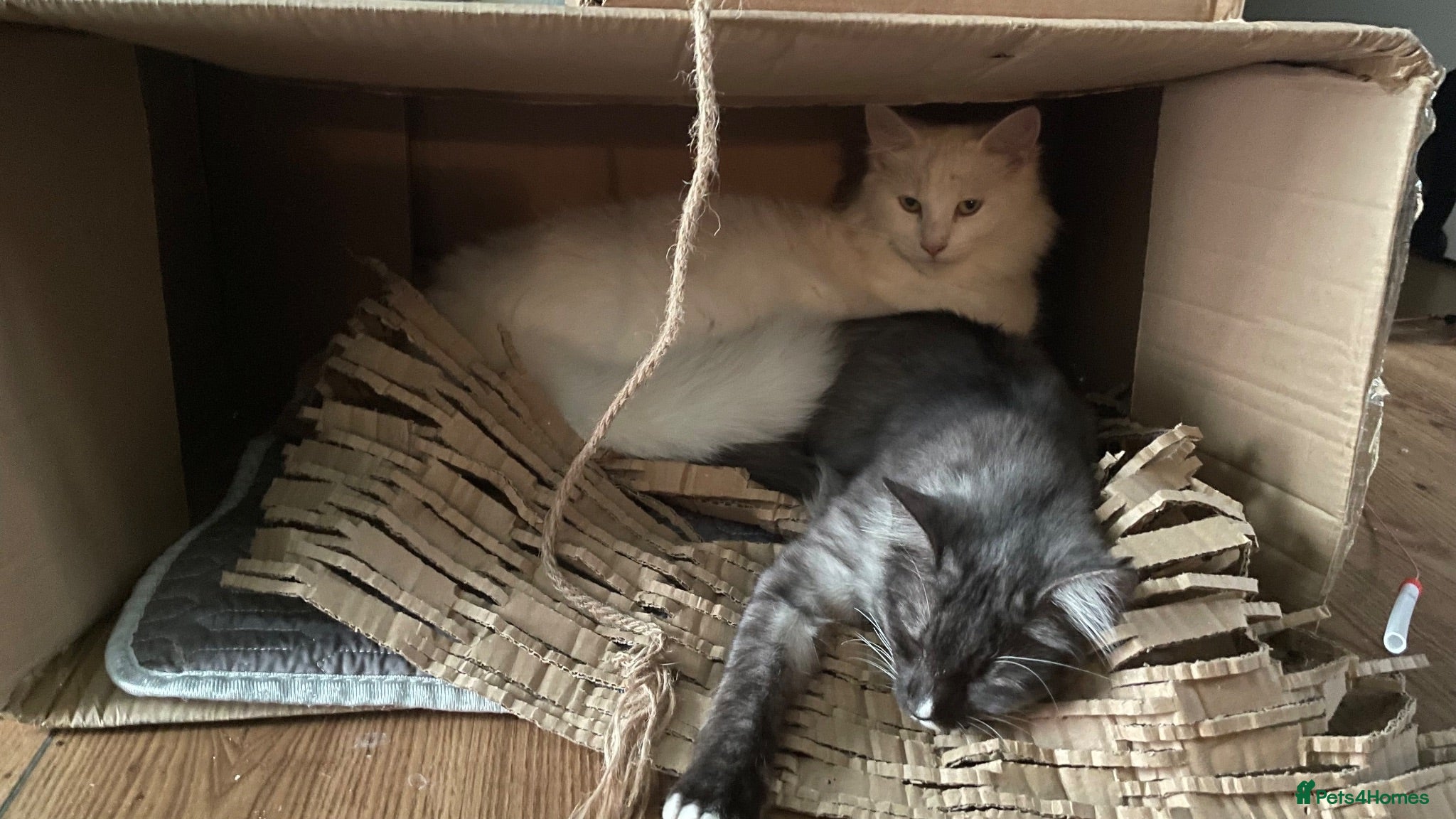 Mixed Breed cats Ghost & Pandora looking for forever homes - Advert 1