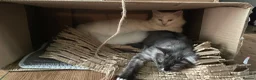 Mixed Breed cats for sale: Ghost & Pandora looking for forever homes - Advert 3