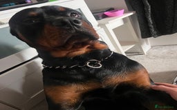 Rottweiler dogs for sale: Bear the Rottweiler  - Image 3