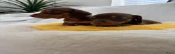 Miniature Dachshund dogs for sale: Miniature Dachshund  - Advert 6