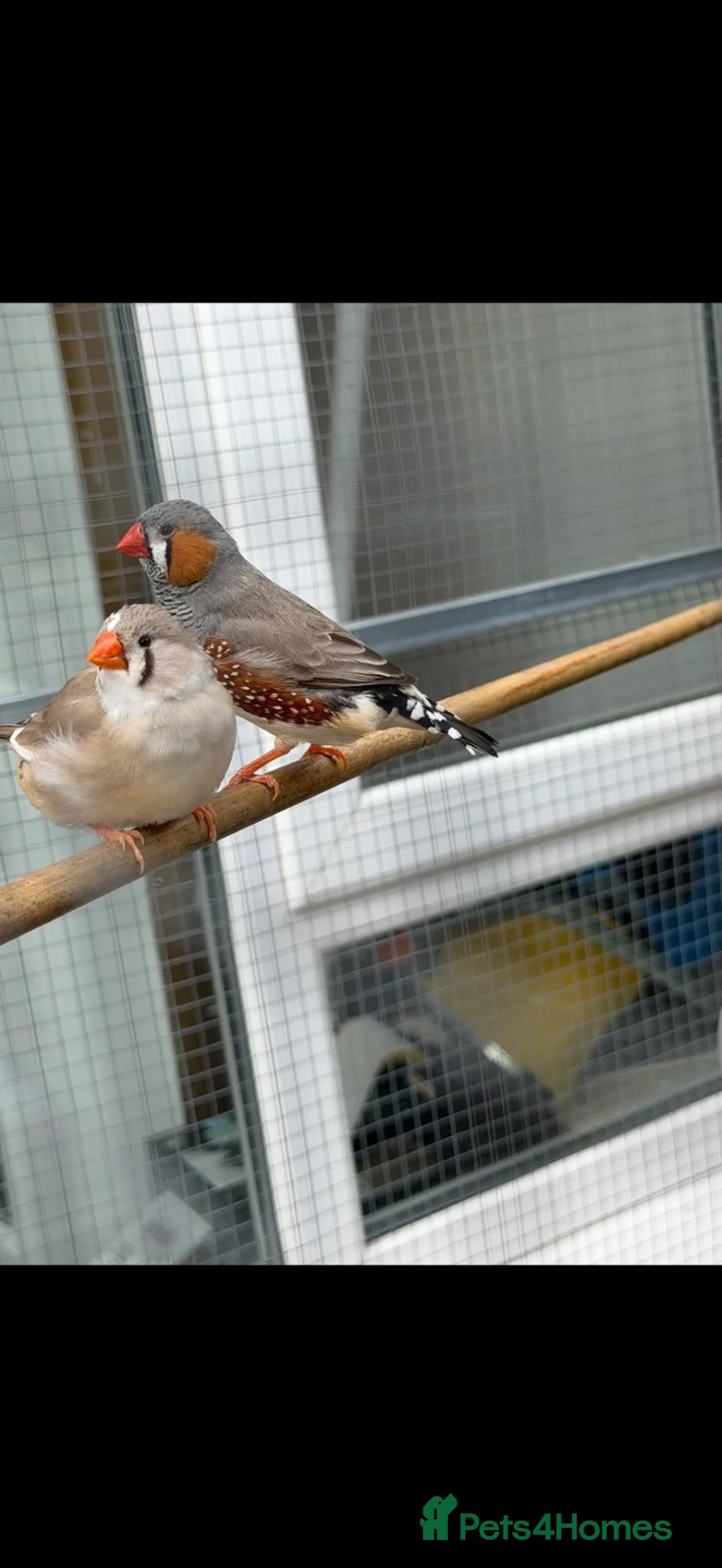 Finches birds for sale: Zebra finchs - Advert 2