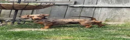 Dachshund dogs for sale: Absolutely gorgeous litter of 5 dachshund puppies - Advert 4