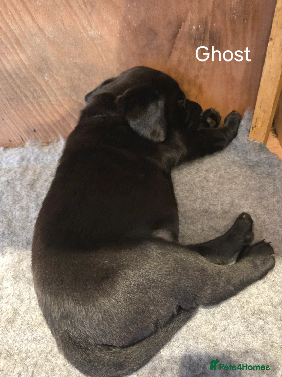 Labrador Retriever dogs for sale: 8 beautiful chunky black KC registered puppies - Advert 32