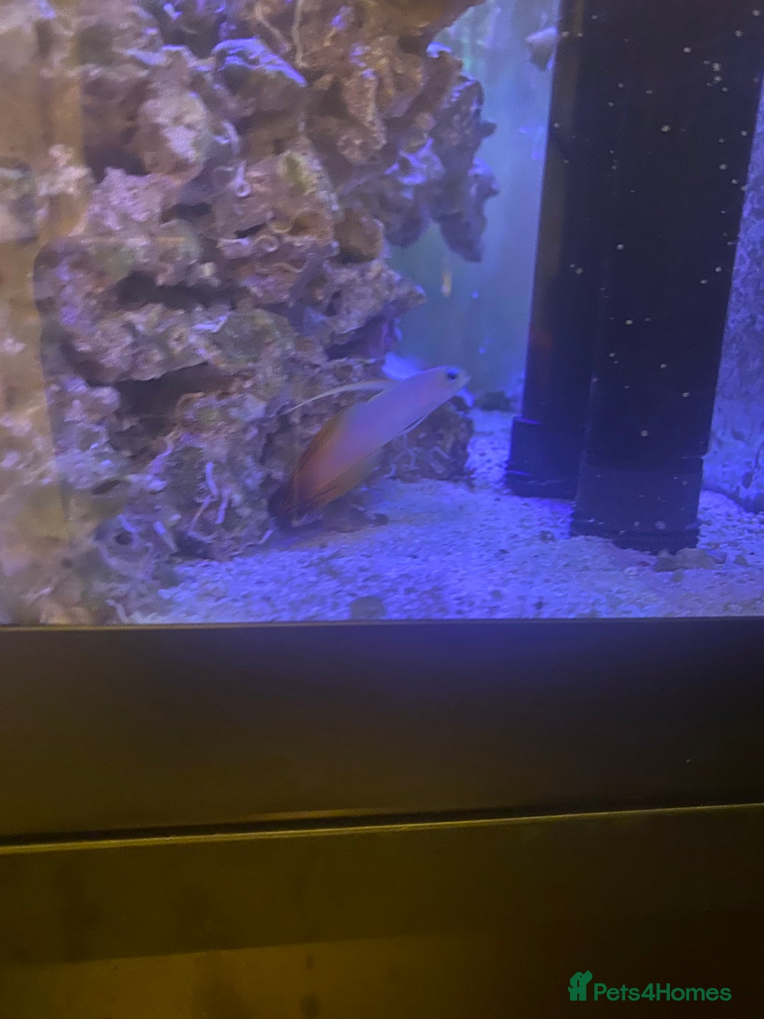 Other/Mixed Breed fish for sale: Marine fish  - Advert 4