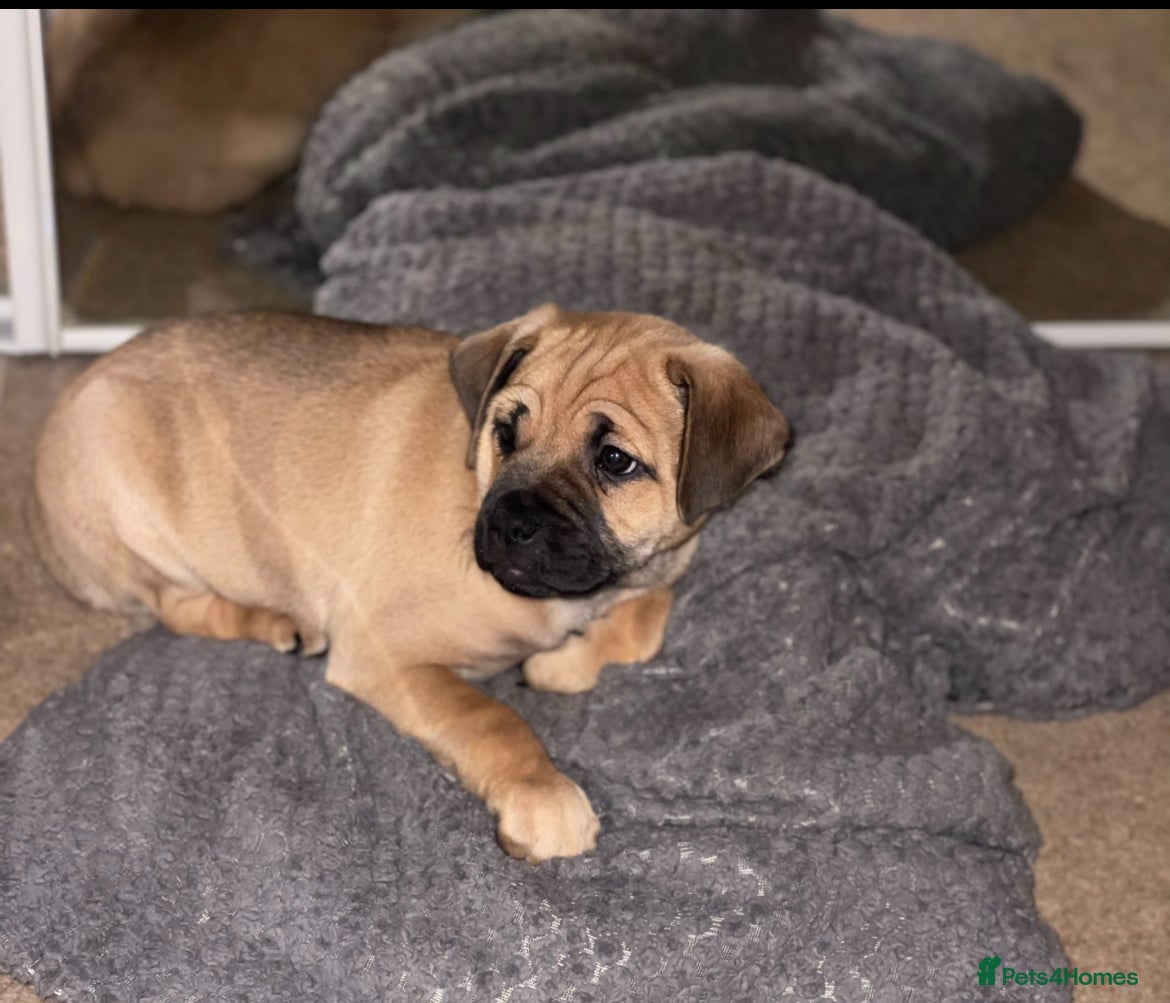 Jug dogs Jug puppy 8 weeks old boy ready to leave  - Advert 1