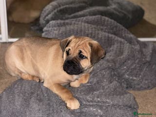 Jug dogs Jug puppy 8 weeks old boy ready to leave - Advert 1