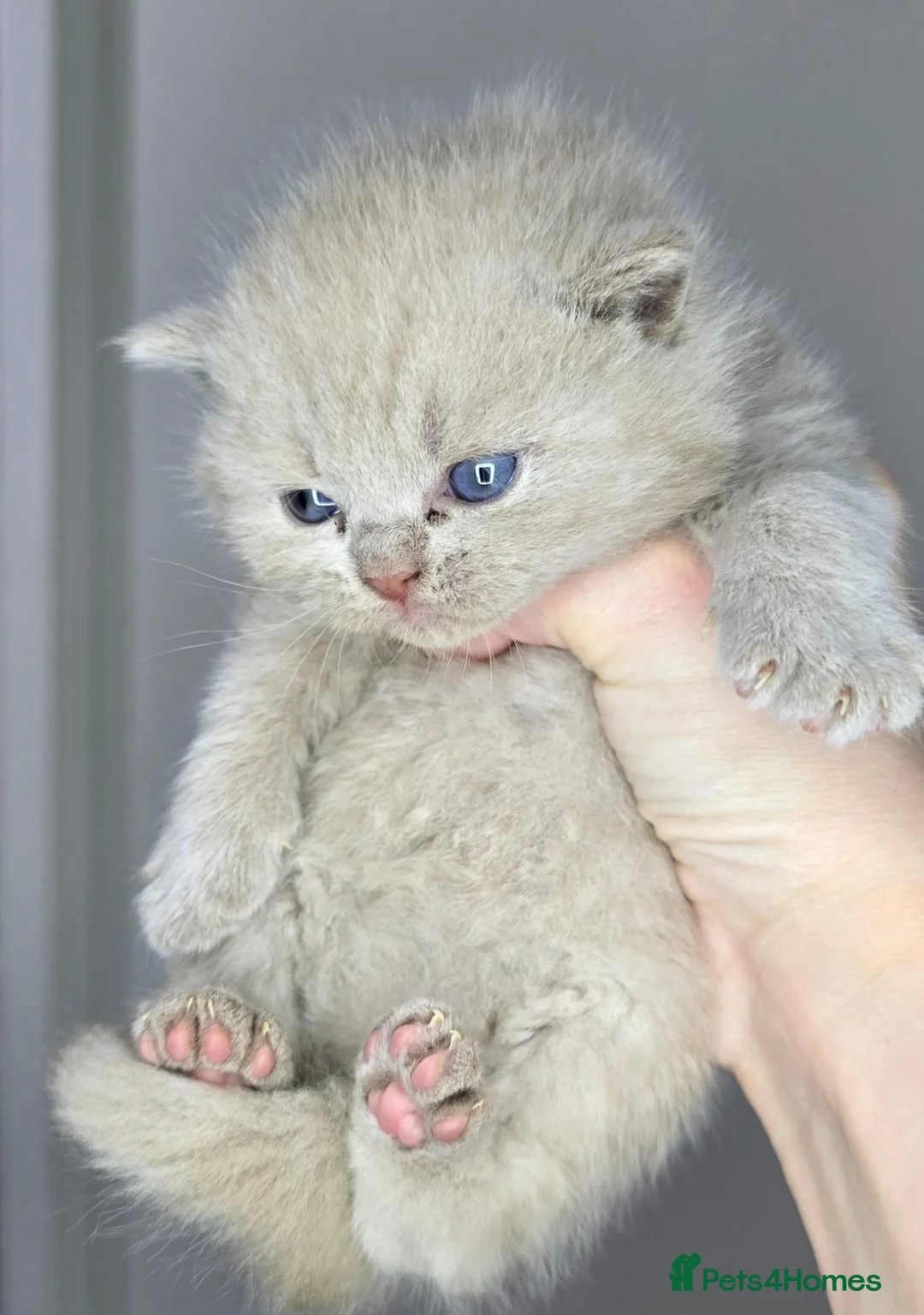 British Shorthair cats for sale: Gorgeous British Shorthair kittens - Advert 12