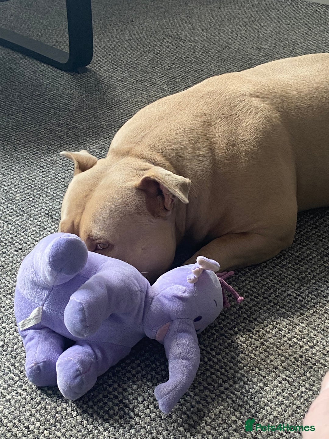American Bulldog dogs for sale: Female pocket Bully - Image 2
