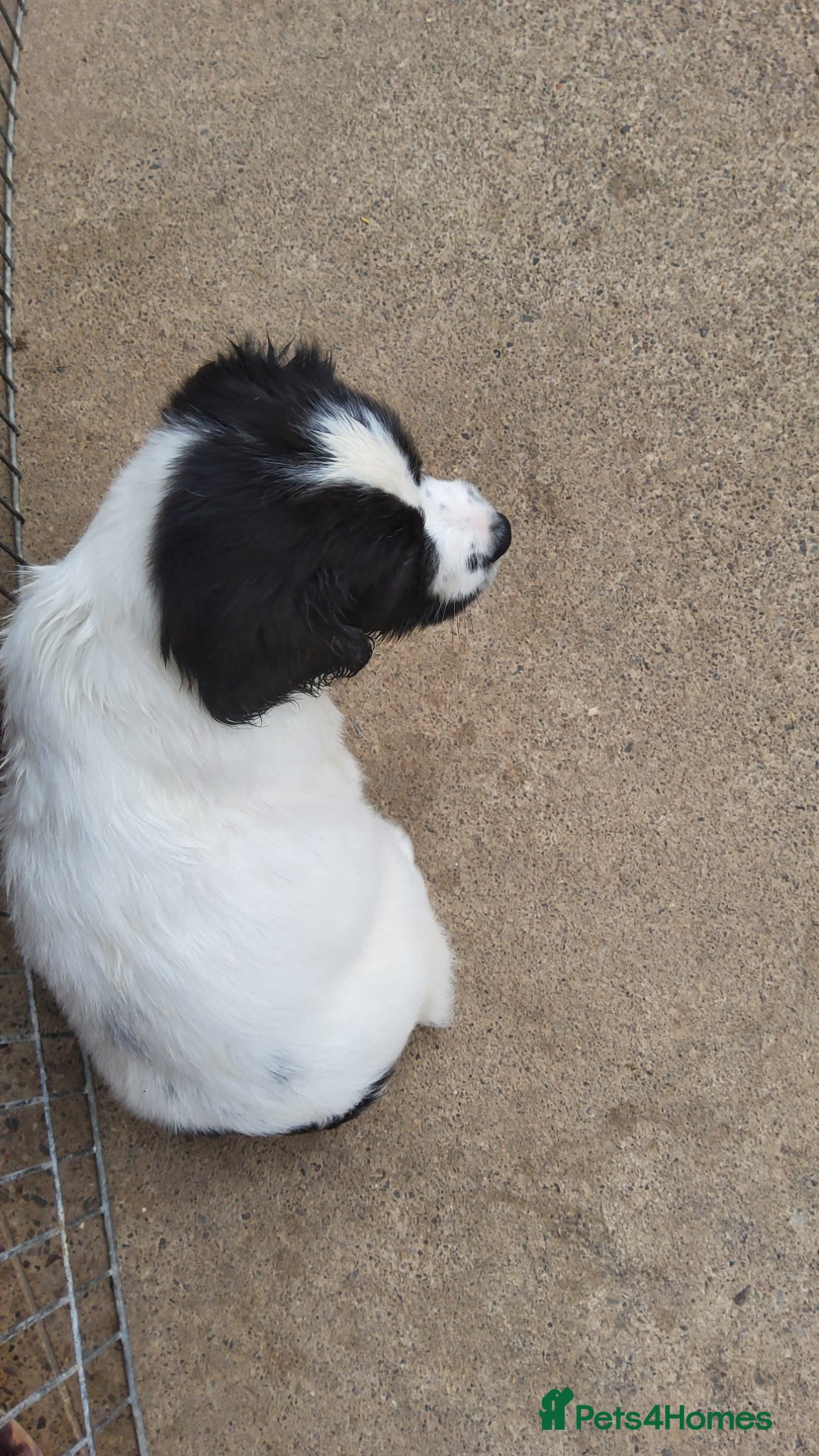 English Springer Spaniel Puppy 2
