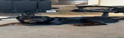 Rottweiler dogs for sale: 1yo Rottweiler  in Worthing - Advert 4