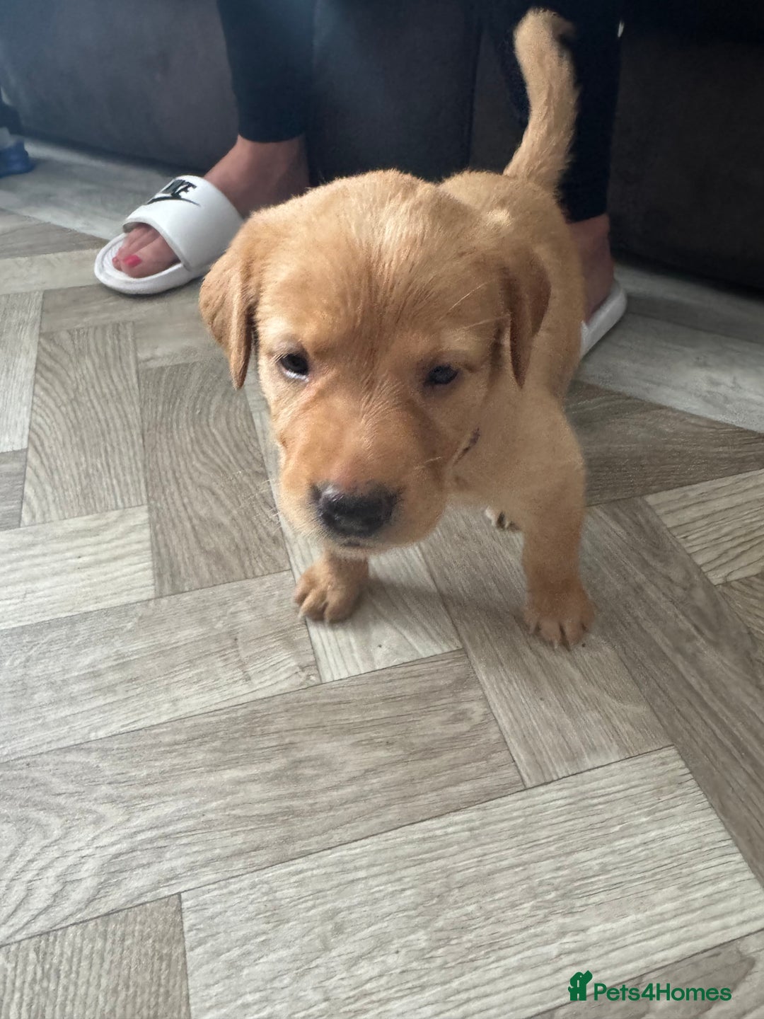 Goldador dogs for sale: Golderdor puppies  - Image 6