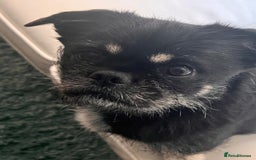 Mixed Breed dogs for sale: Algie - Image 1
