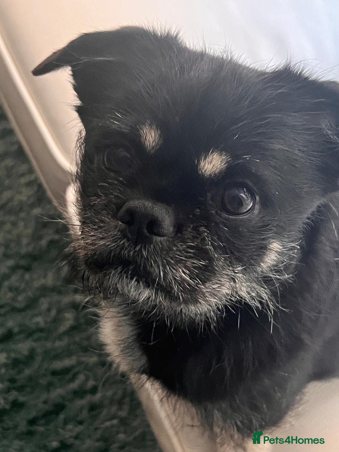 Mixed Breed dogs for sale: Algie - Image 1