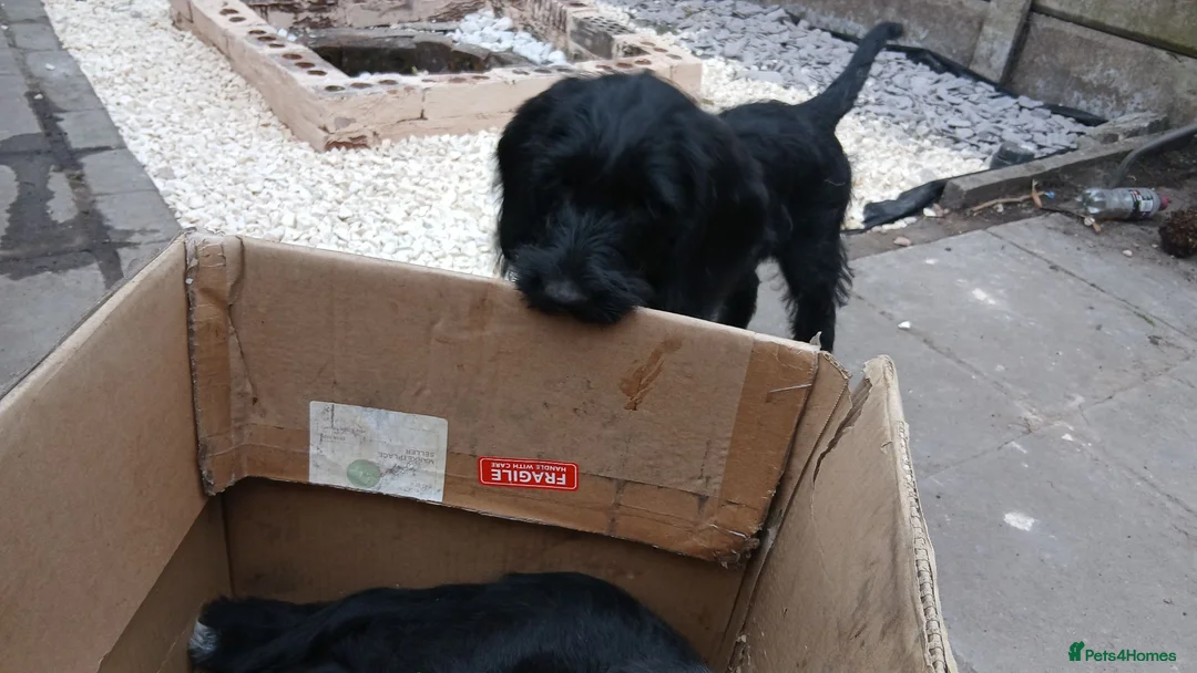 Mixed Breed dogs for sale: Last 3 gorgeous Cockapoo x Ready for new homes - Advert 2