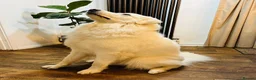 Pyrenean Mountain Dog dogs for sale: Beautiful KC Reg. Pyrenean Mountain Dog Puppies in Coventry - Advert 2