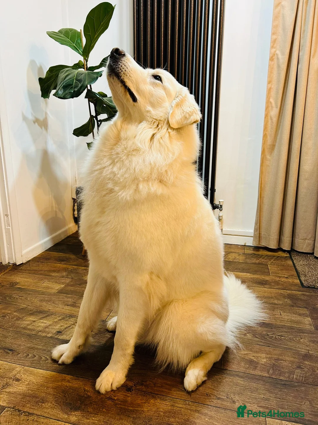Pyrenean Mountain Dog dogs for sale: Beautiful KC Reg. Pyrenean Mountain Dog Puppies in Coventry - Advert 2