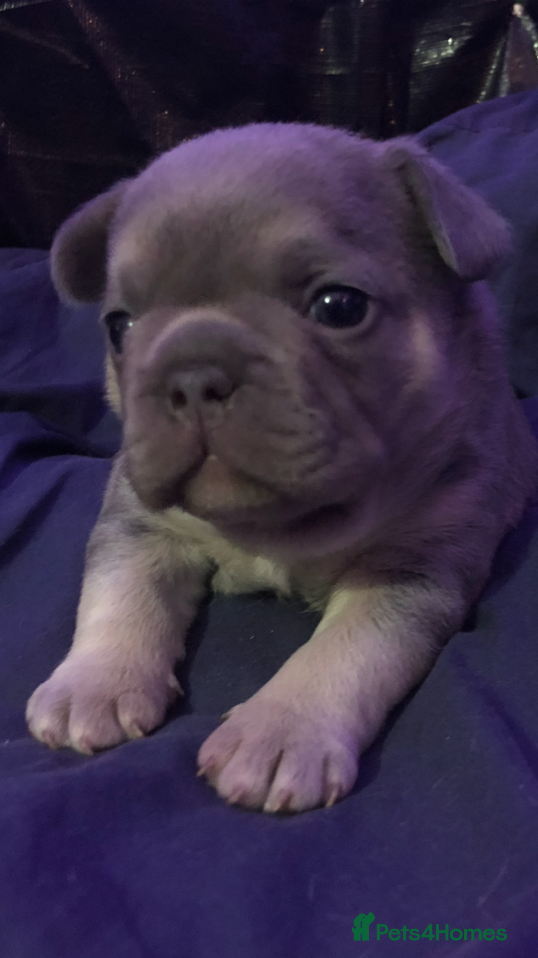 French Bulldog dogs for sale: Two boys  - Advert 14