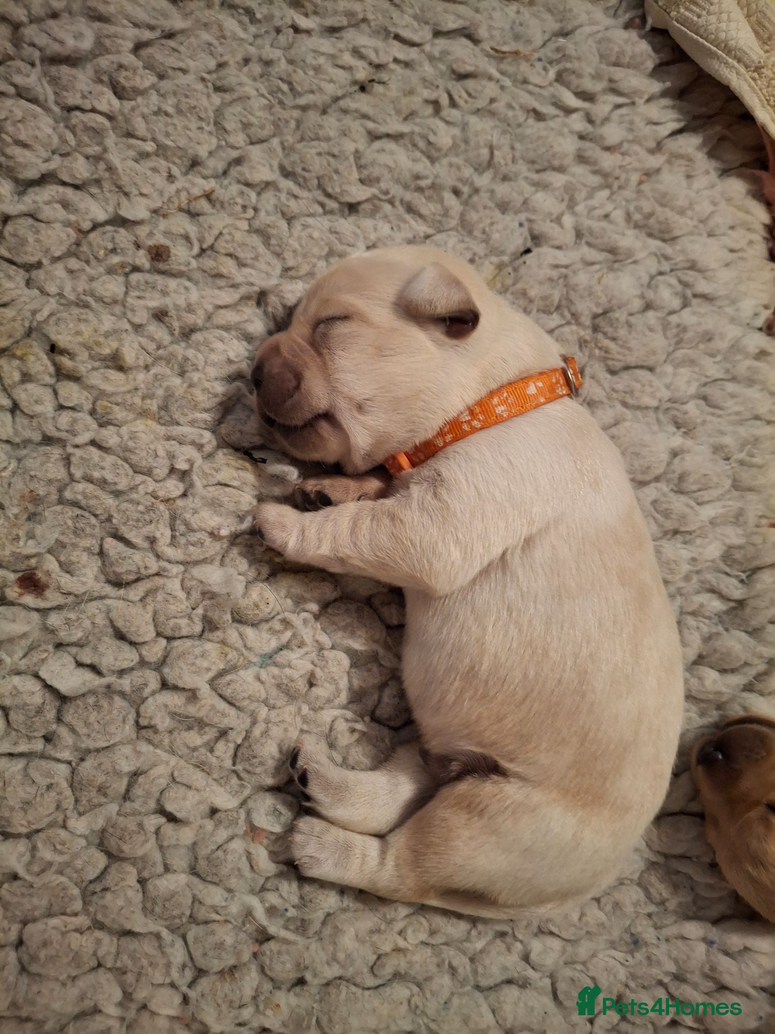 Labrador Retriever dogs Gorgeous Creamy Yellow Boy. - Advert 17