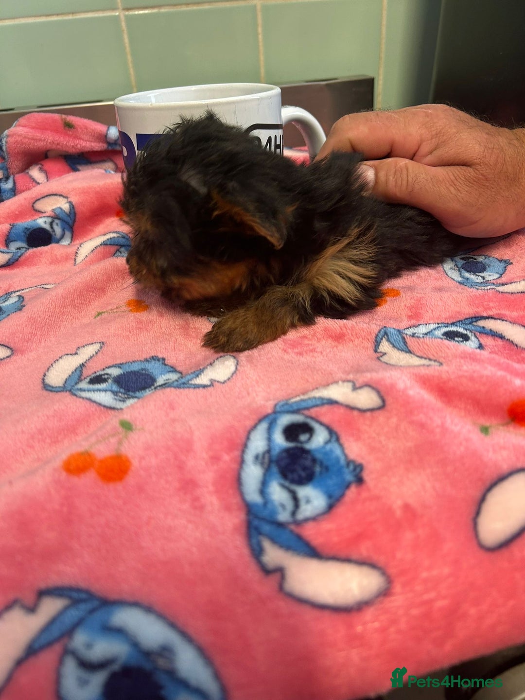 Yorkshire Terrier dogs for sale: Tiny Yorkshire terrier puppies for sale  - Image 10
