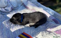 German Shepherd dogs for sale: German Shepherd pups - Image 24