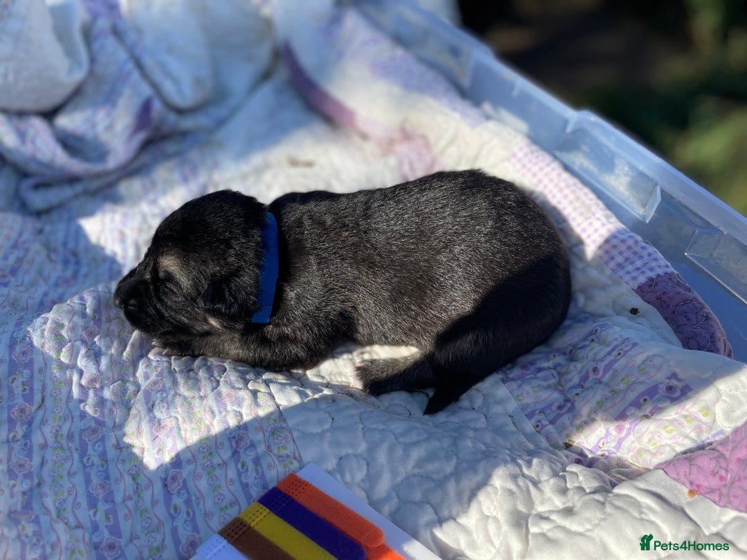 German Shepherd dogs for sale: German Shepherd pups - Image 24