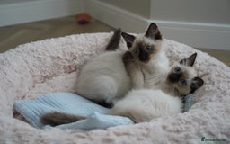 Ragdoll cats for sale: Two Ragdoll brothers  - Image 2