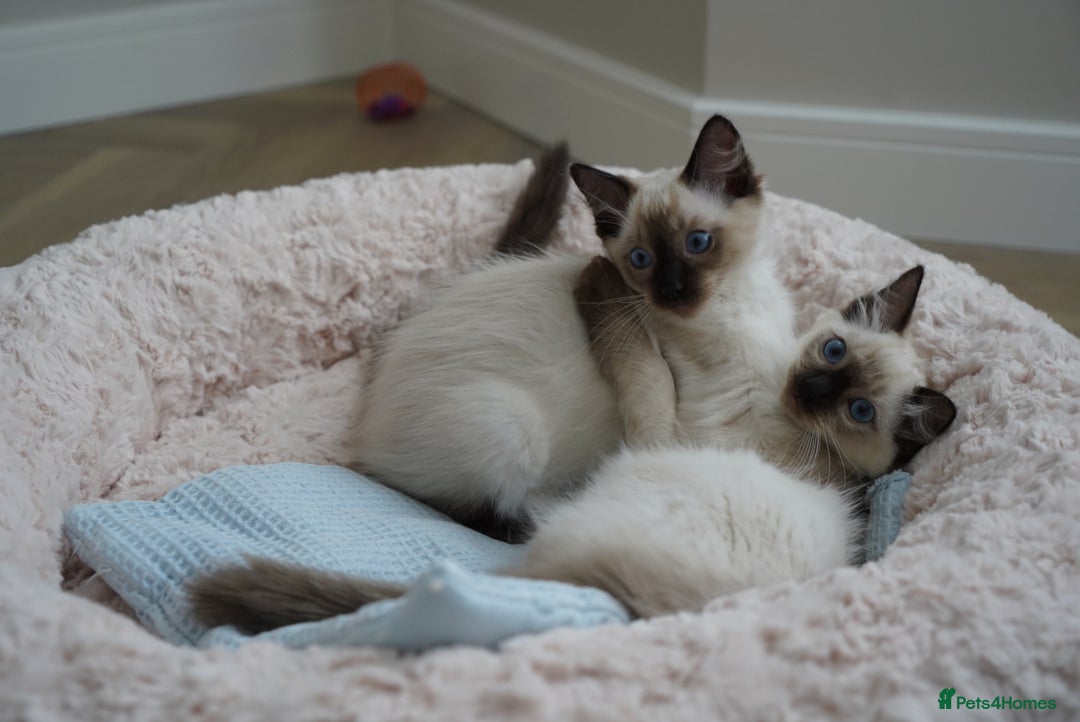 Ragdoll cats for sale: Two Ragdoll brothers  - Image 2