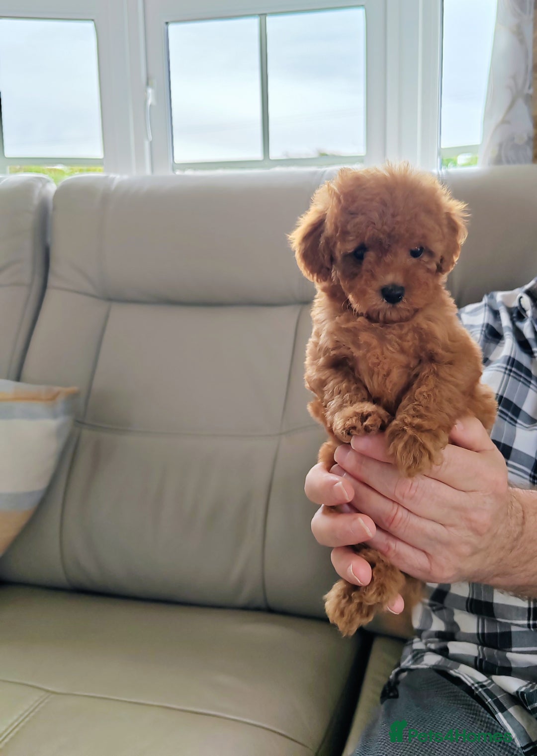 Cavapoo dogs for sale: TOY CAVAPOO DNA TESTED PARENTS AND GRANDPARENTS  - Image 12