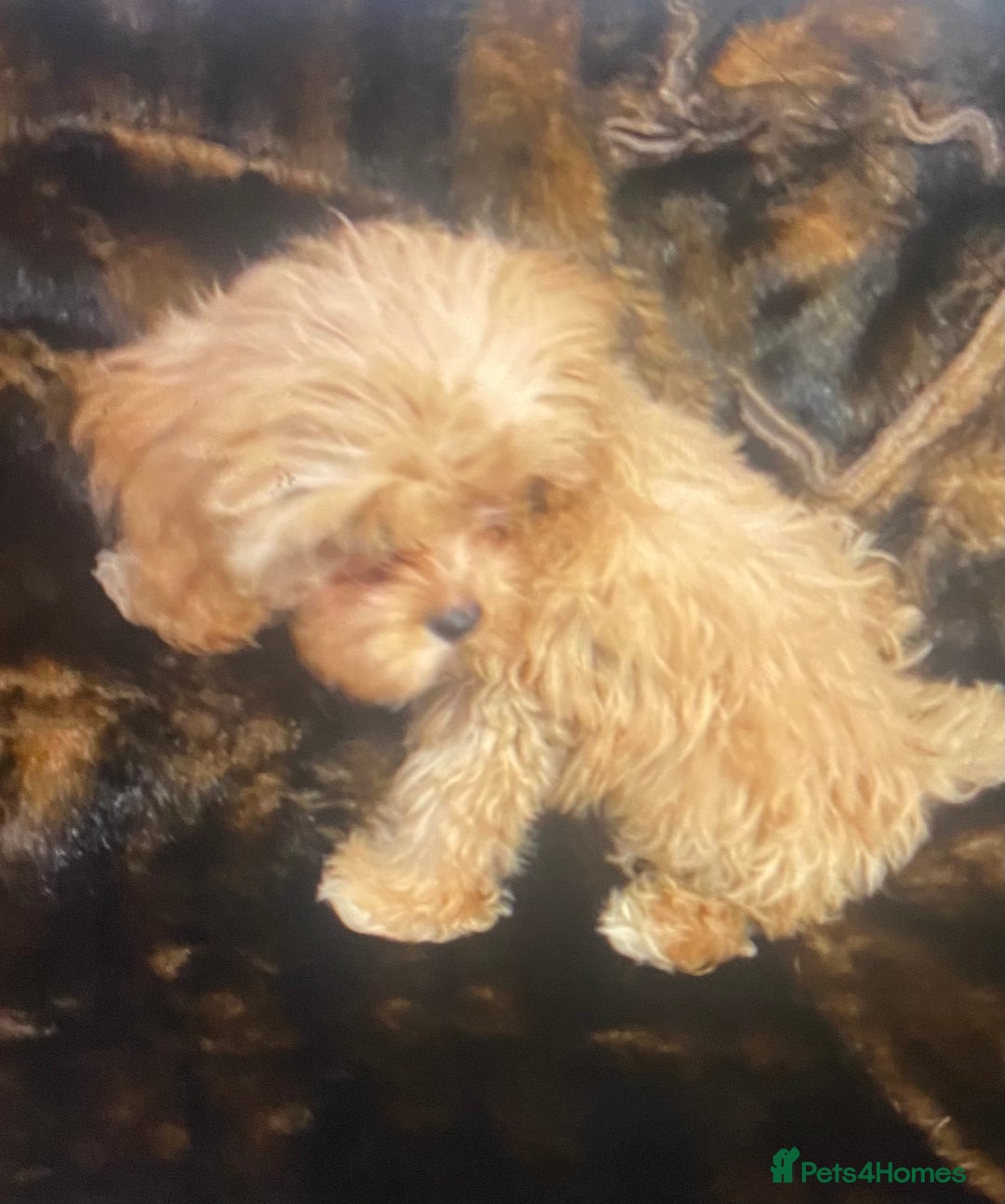 Cavapoo dogs for sale:  DNA clear parents/grandparents BVA heart/eyes - Advert 8