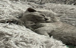 British Shorthair cats for sale: Adorable British Shorthair Kitten - Image 6
