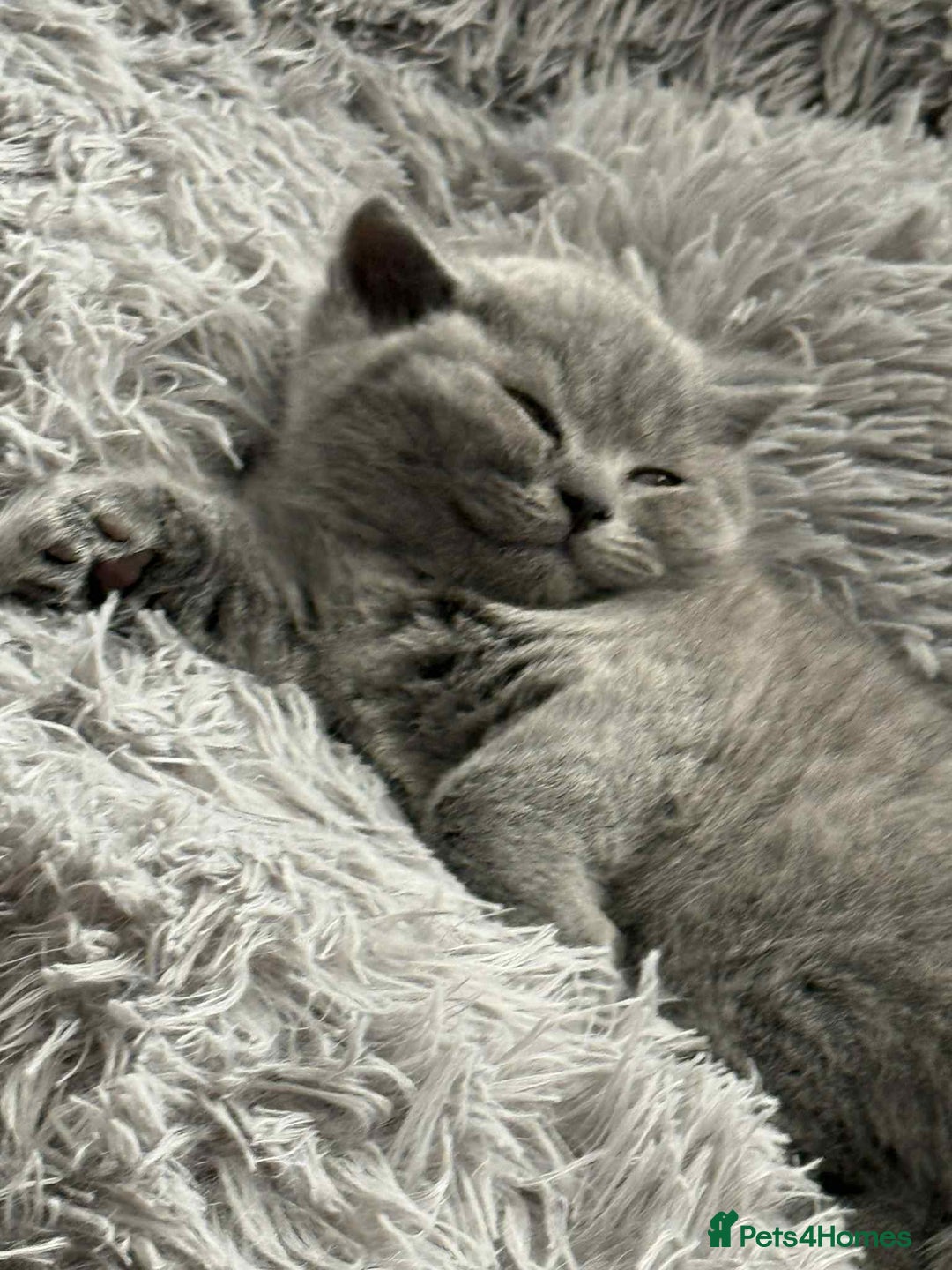 British Shorthair cats for sale: Adorable British Shorthair Kitten - Image 6