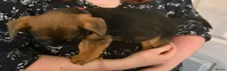 Mixed Breed dogs for sale: Gorgeous Fluffy Frenchy and Border Terrier mixed  - Advert 22