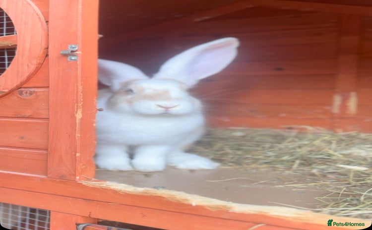 Continental Giant rabbits - Advert 5