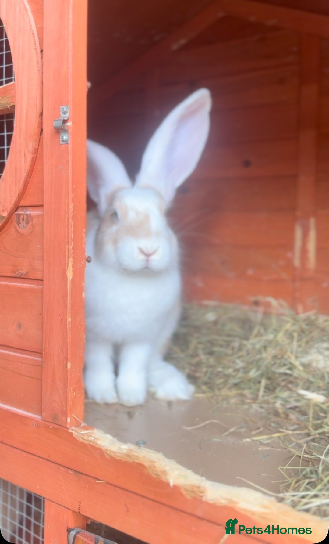Continental Giant rabbits for sale: Continental Gaint - Image 1