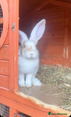 Continental Giant rabbits - Advert 2