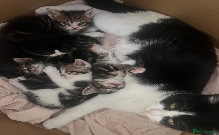 Domestic Shorthair cats - Advert 2