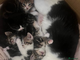 Domestic Shorthair cats - Advert 3