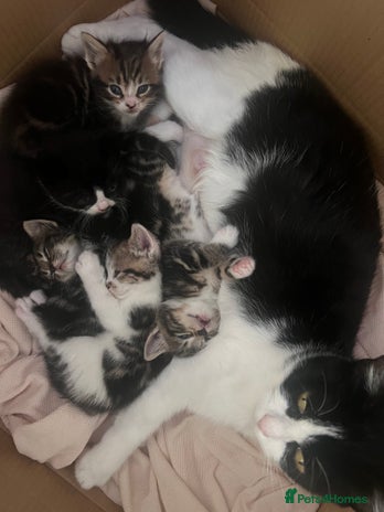 Domestic Shorthair cats - Advert 2