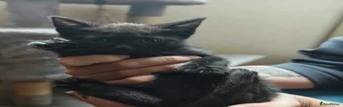 Mixed Breed 4