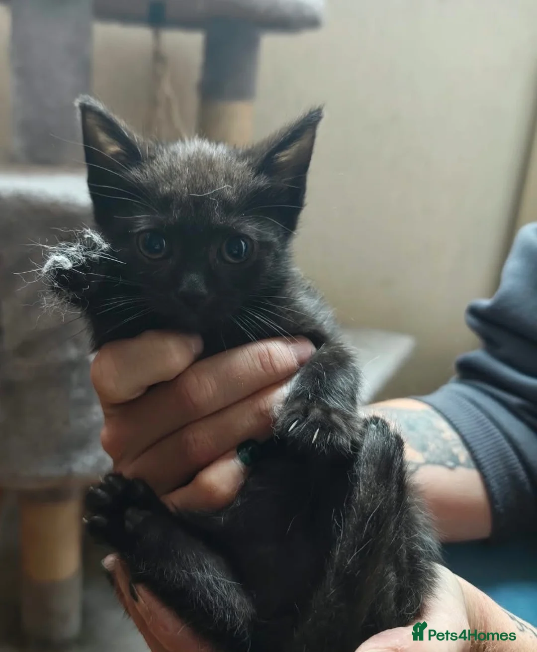 Mixed Breed cats for sale: Beautiful friendly kittens - Advert 5