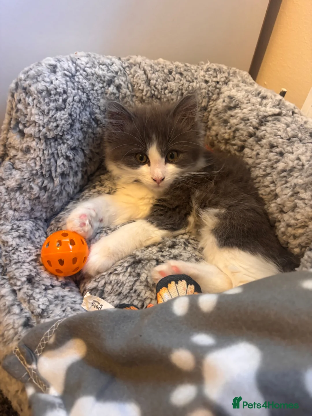 Mixed Breed cats for sale: Kitten for sale  - Advert 1