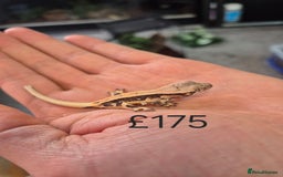 Gecko reptiles for sale: Crested Gecko Babies - Image 7