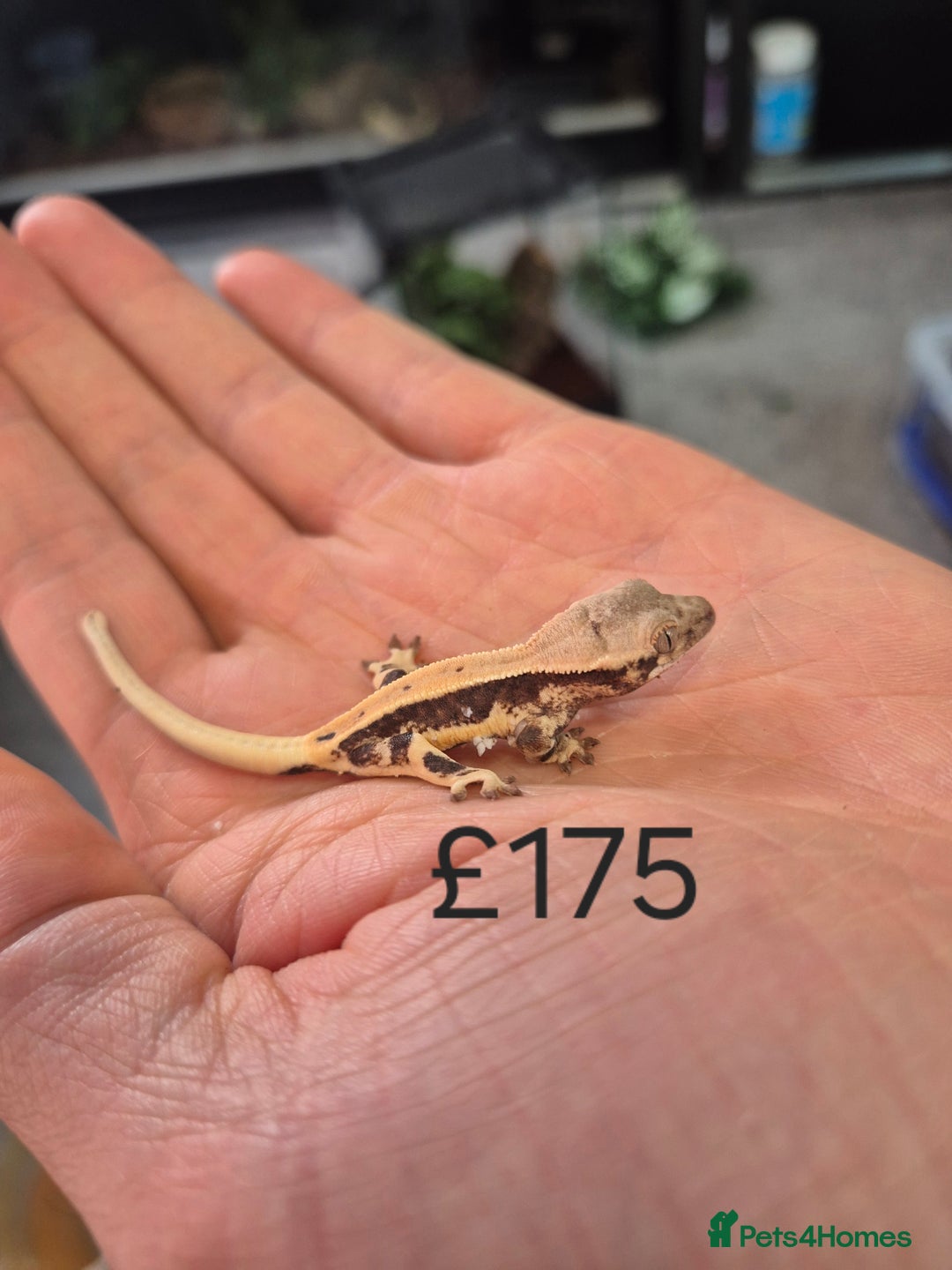 Gecko reptiles for sale: Crested Gecko Babies - Image 7