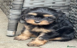 Cavapoo dogs for sale: Cavapoo rare black &tan health tested  - Image 6