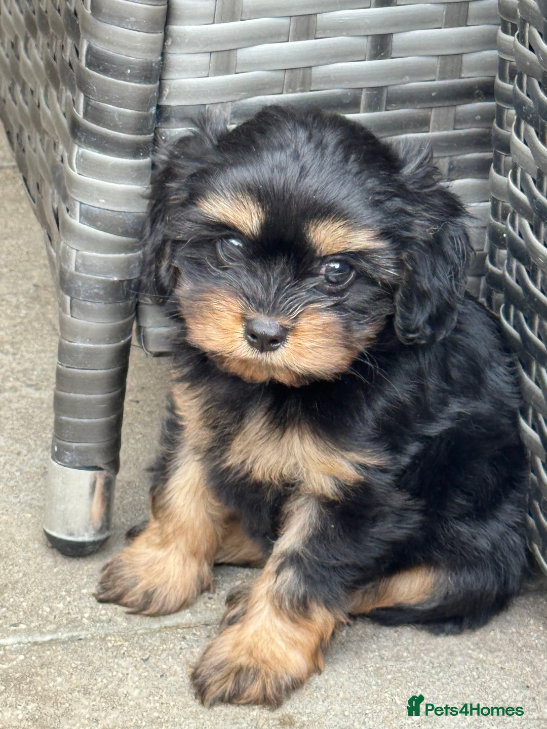 Cavapoo dogs for sale: Cavapoo rare black &tan health tested  - Image 6