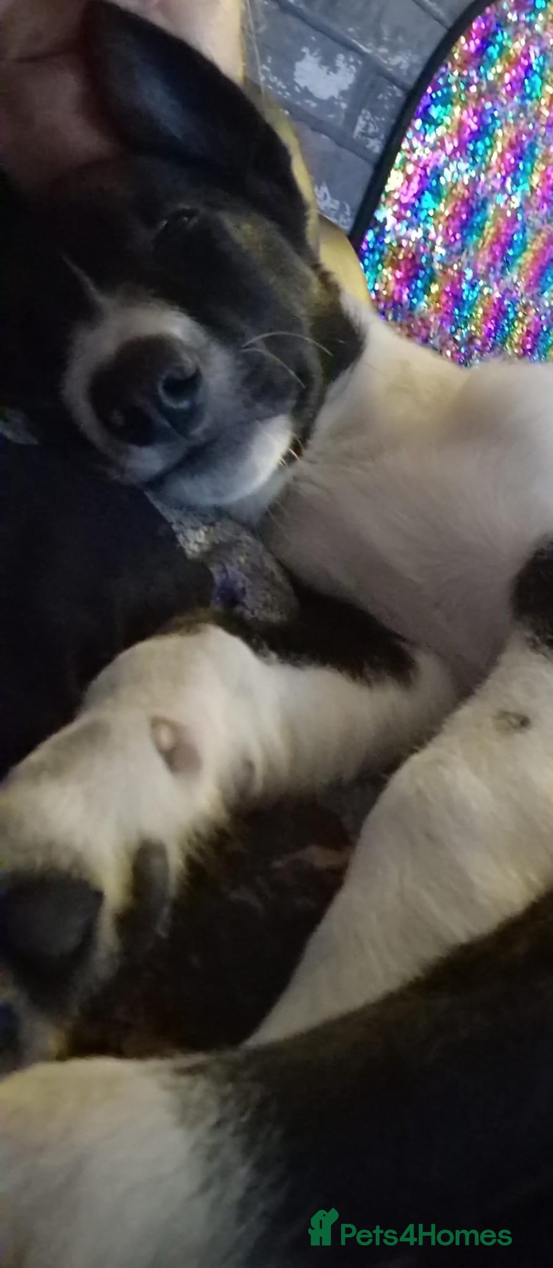 Border Collie dogs for sale: Broxi the border collie - Image 2