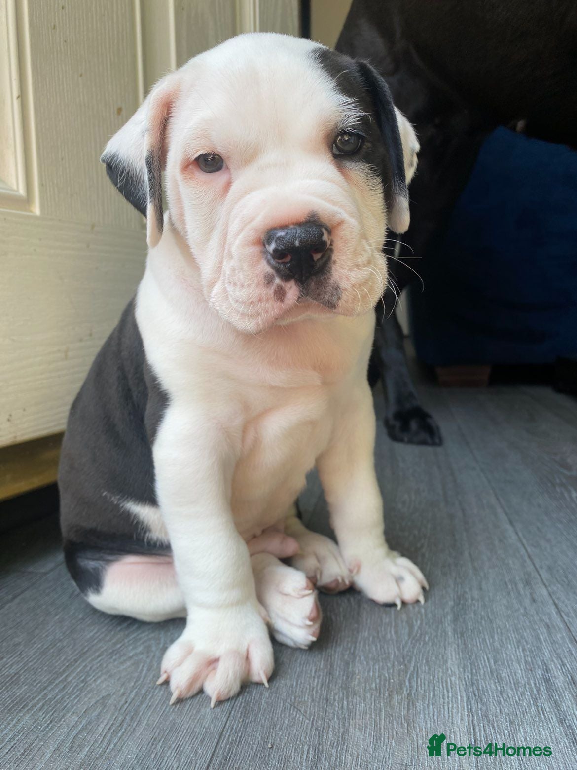 Cane Corso dogs Cane corso pup - Advert 7